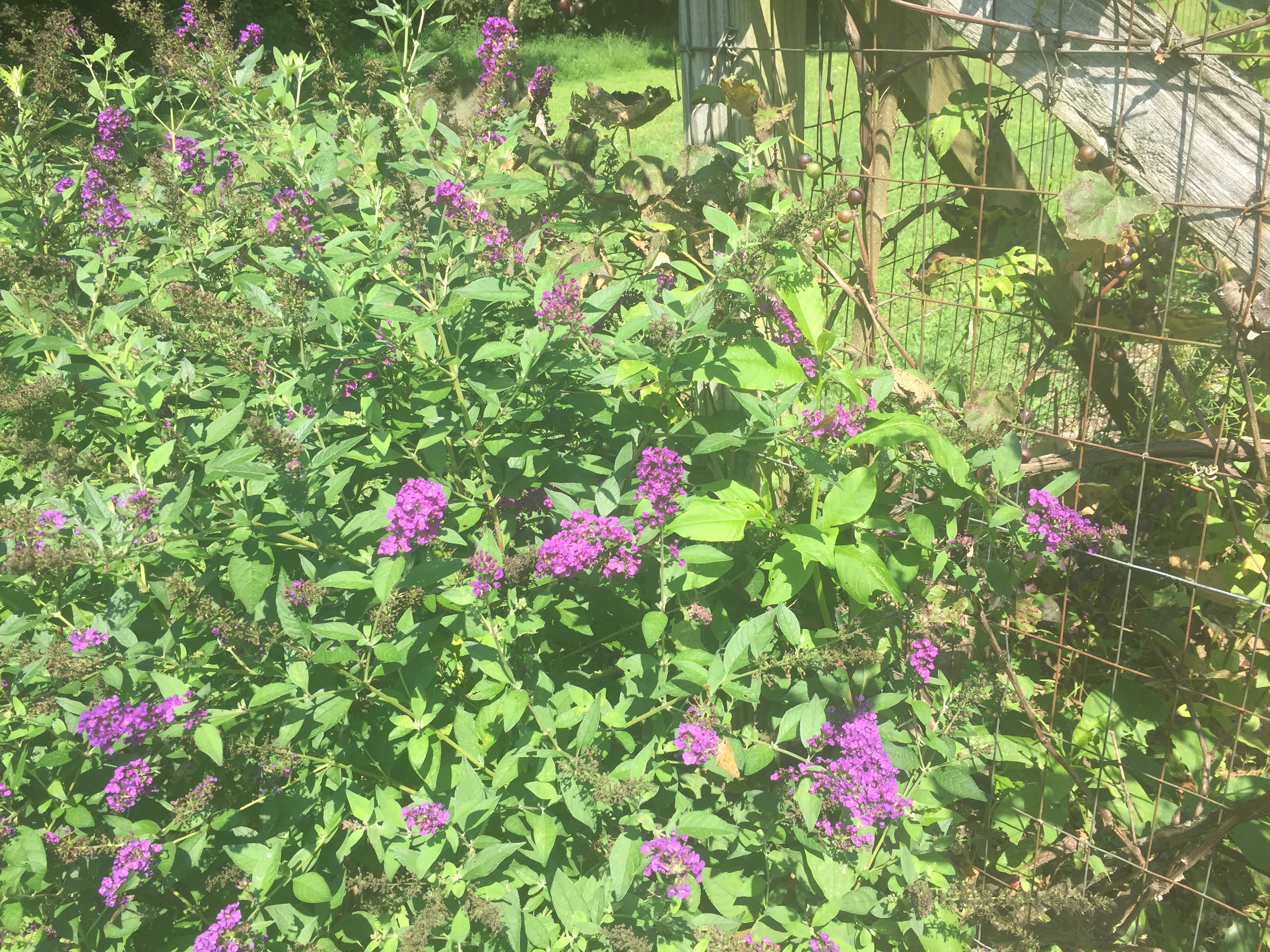 flowers