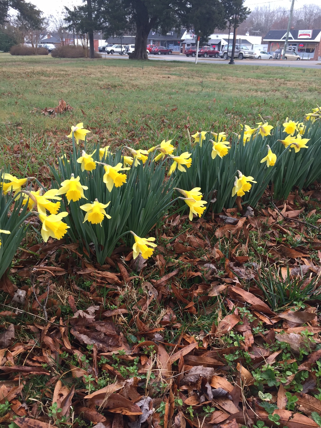 daffodils