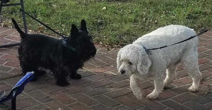 dogs
