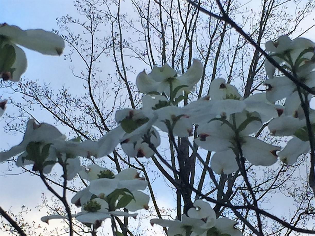 dogwood