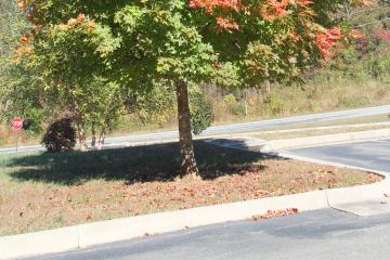 tree