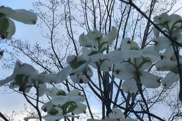 dogwood